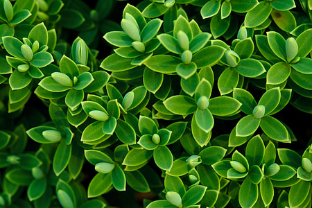 green leafed plant thumbnail