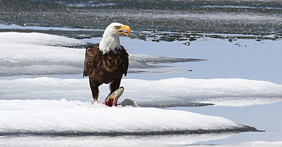 eagle stepping on animal on snow-covered ground thumbnail