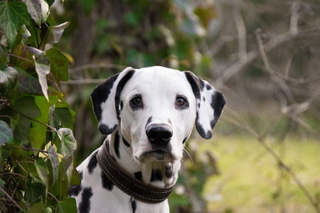white and black Dalmatian dog near plants thumbnail