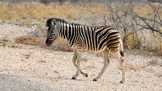 zebra walking beside plants thumbnail