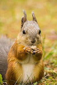 close-up photography of squirrel thumbnail
