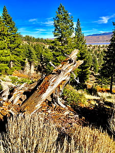 Brown Tree Log Near Pine Tree thumbnail