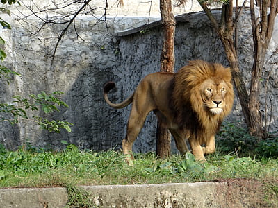 brown lion on green grass thumbnail