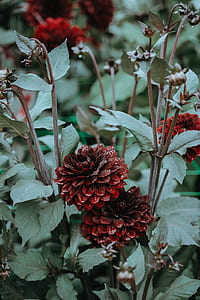 red flowers thumbnail