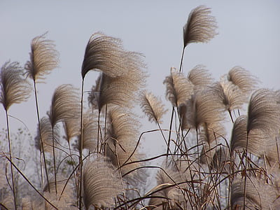 pampas grass thumbnail