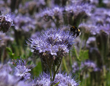Hummel, Tufted Flower thumbnail