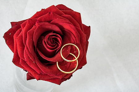 red rose thumbnail