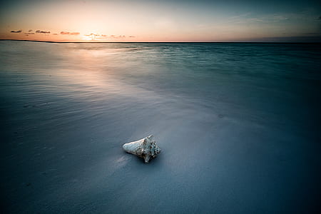 shell at seashore thumbnail
