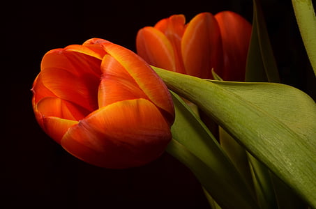macro shot of orange tulip thumbnail