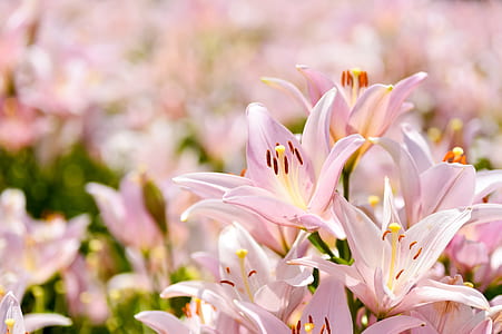shallow focus photo of pink flowers thumbnail