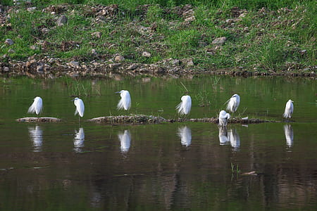 photography of flock of birds on body of water thumbnail