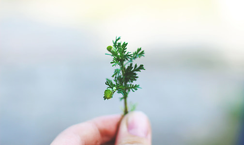 person holding green leaf thumbnail
