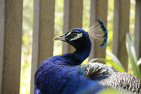 purple and gray peacock thumbnail