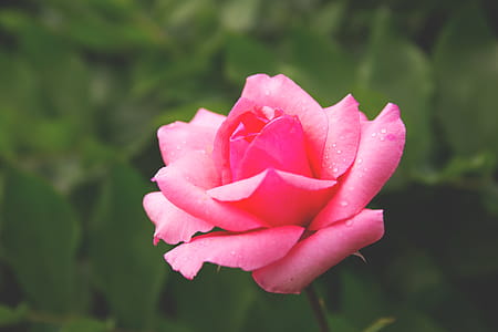Selective Focus Photography of Pink Hybrid Tea Rose Flower in Bloom thumbnail