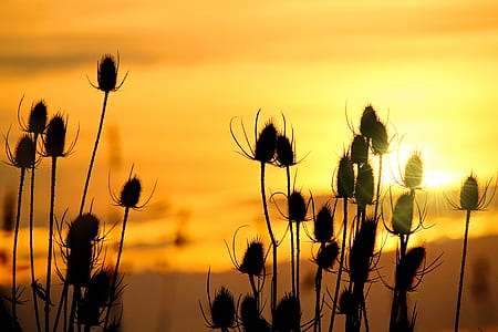 silhouette of flowers during golden hour thumbnail