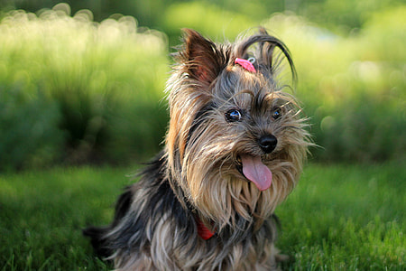selective focus photography of adult small-size long-cated brown and black dog thumbnail