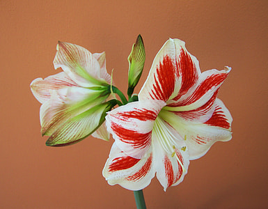 Amaryllis, Cone Inflorescence thumbnail
