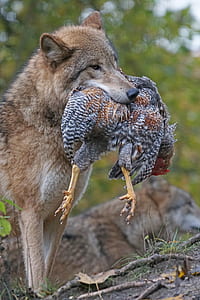 wildlife photography of gray wolf carrying chicken on his mouth thumbnail