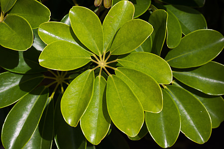 closeup photo of green leafed plant thumbnail