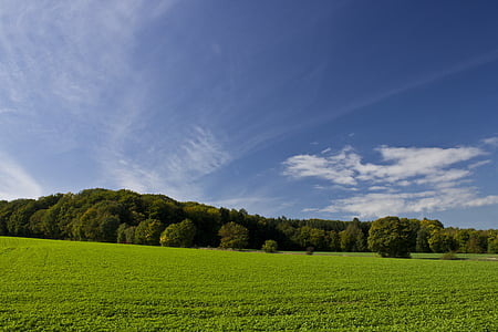 green leaf trees on grass fields under cloudy sky at daytime thumbnail
