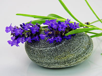 purple petaled flowers on gray rock thumbnail