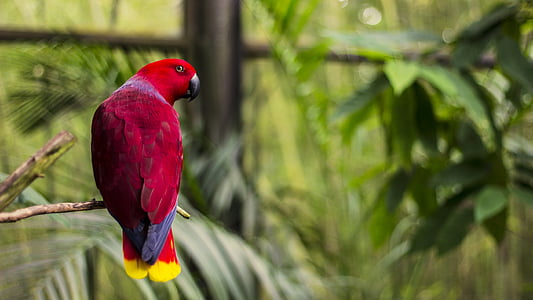 red parrot perching on brown branch during daytime thumbnail