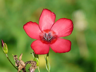selected focus photo of red petaled flower with green leaf thumbnail