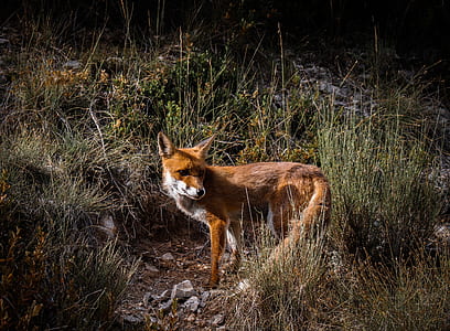 fox surrounded by grass thumbnail