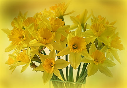 bokeh photography of yellow daffodils thumbnail
