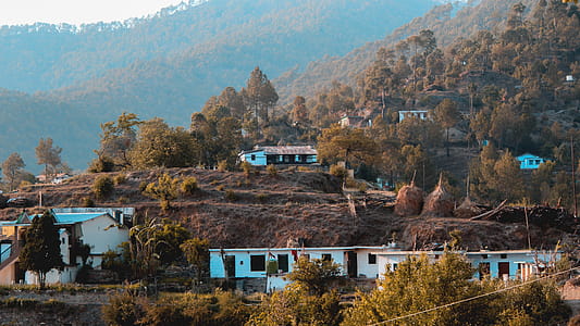 Houses Surrounded by Trees thumbnail