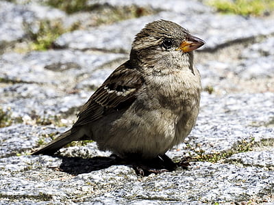 gray bird thumbnail