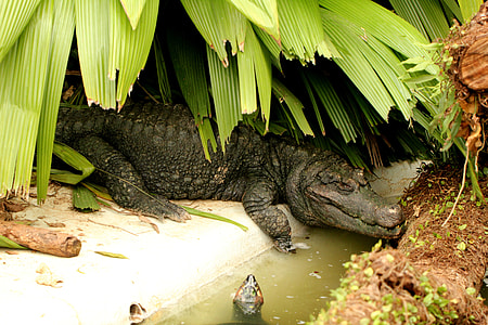Alligator Crown, Alligator In The Shade thumbnail