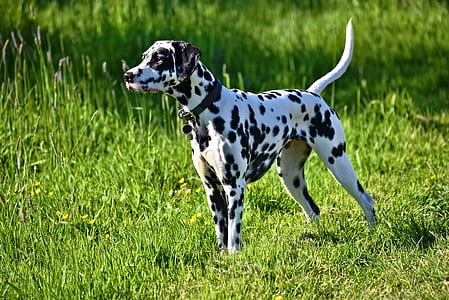 adult black and white Dalmatian on grass field thumbnail