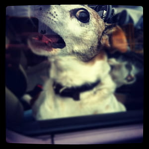 dog, car, rabies thumbnail