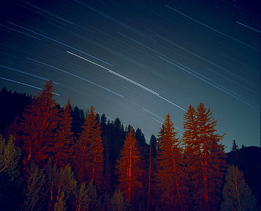 time lapse photography of trees thumbnail