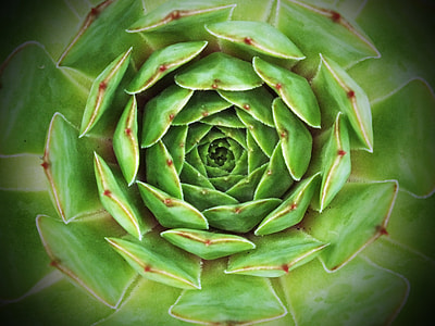 macro photography of green succulent thumbnail