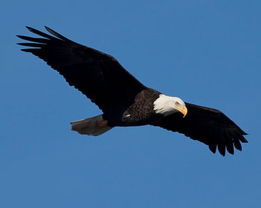 flying eagle thumbnail