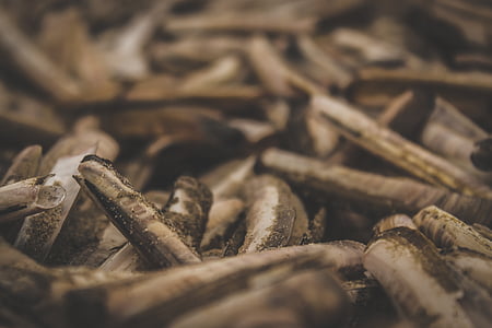 brown, sticks, lot, sea, shell, sand thumbnail