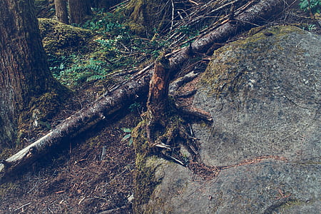 landscape, nature, forest, trees thumbnail