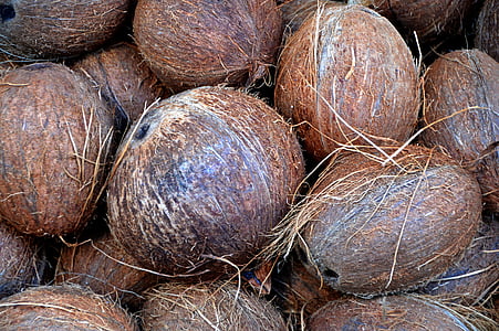 brown coconut fruit lot thumbnail