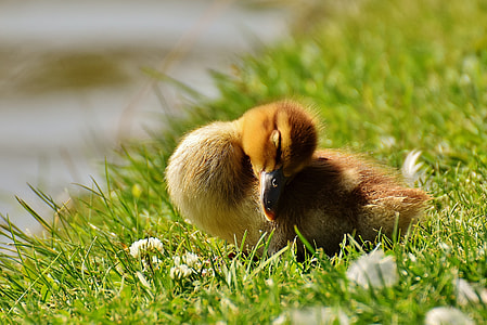 yellow and brown duckling on green grass thumbnail