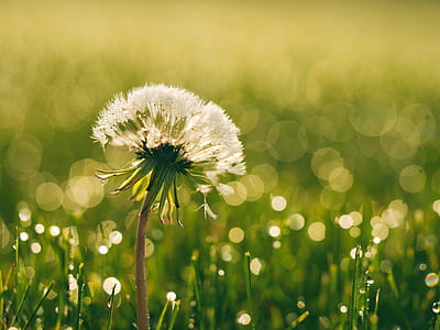 bokeh photo of dandelion thumbnail