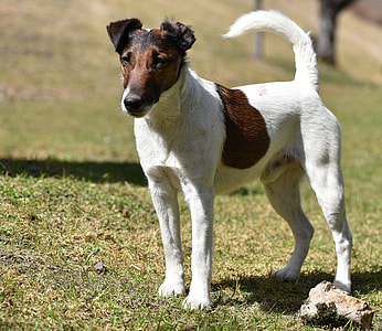 close-up photography of tan and white Jack Russell terrier thumbnail