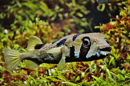 black and brown fish thumbnail
