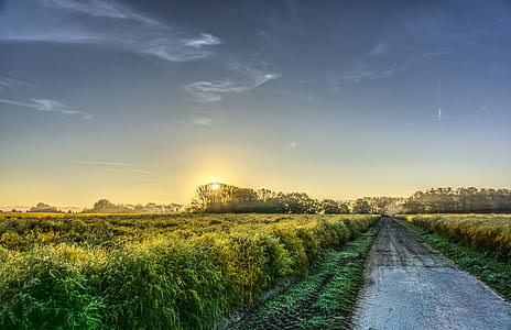 landscape photography of rice field during sunrise thumbnail