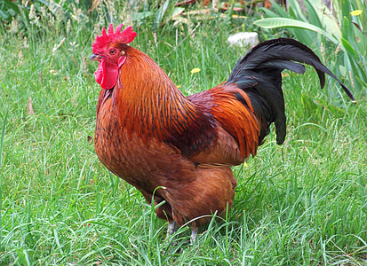 red and black rooster on grass field thumbnail