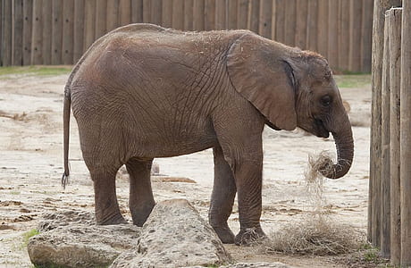 elephant near wooden fence thumbnail
