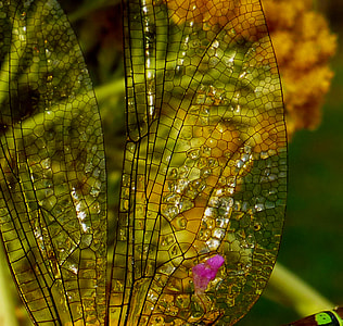 micro shot of dragonfly wings thumbnail