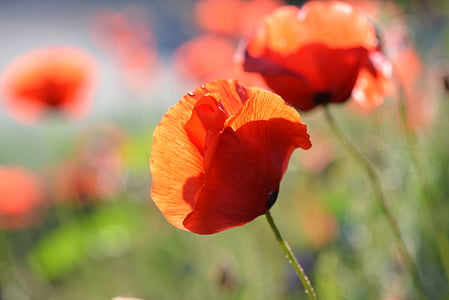 selective focus photo of orange petaled flowers thumbnail