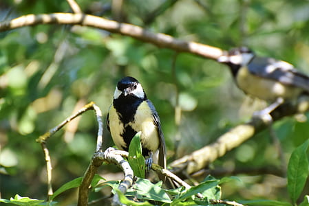 two white-and-black birds perched on twigs thumbnail